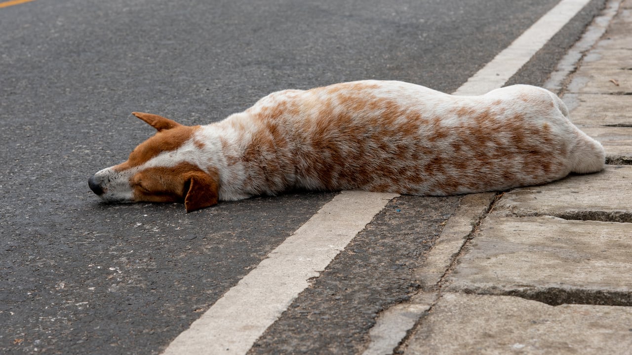 ¿Qué hacer en caso de atropellar a un perro?