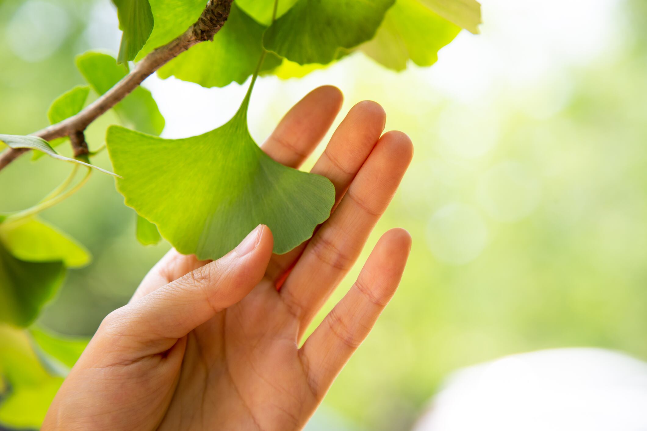 Las plantas de ginkgo biloba con consideradas como una fuente de vitalidad.