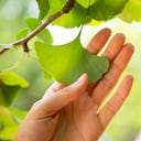 Las plantas de ginkgo biloba con consideradas como una fuente de vitalidad.