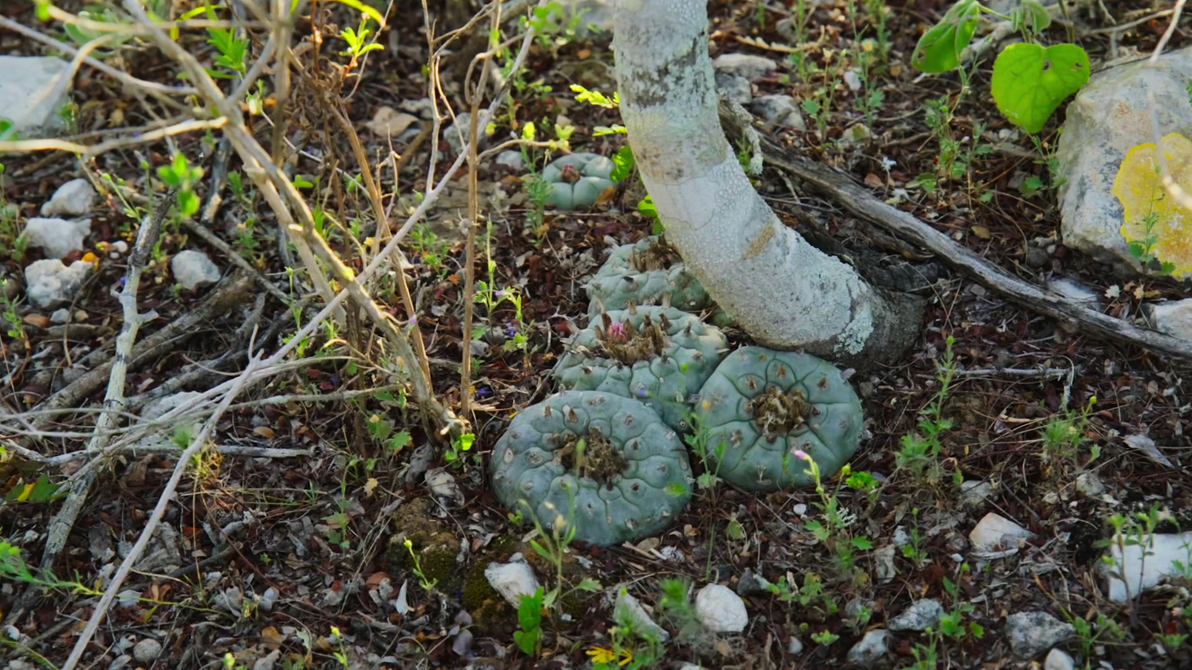 How to Change Your Mind. Cr. Courtesy of Netflix © 2022