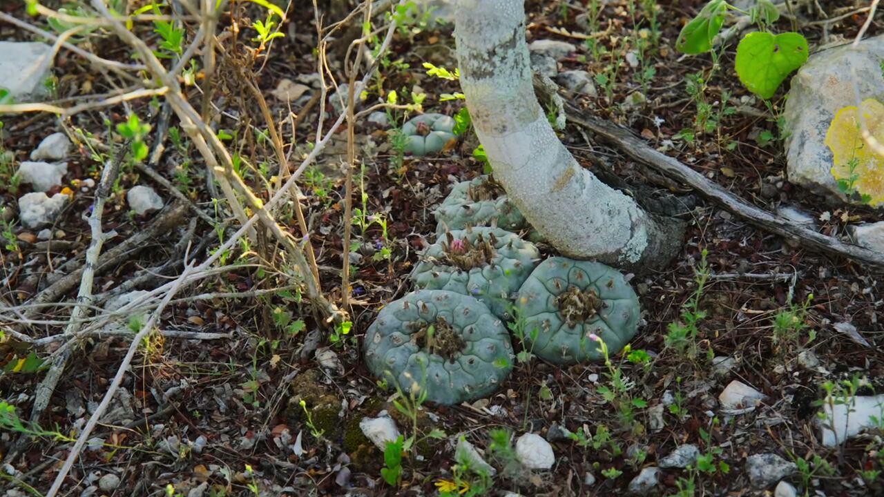 How to Change Your Mind. Cr. Courtesy of Netflix © 2022