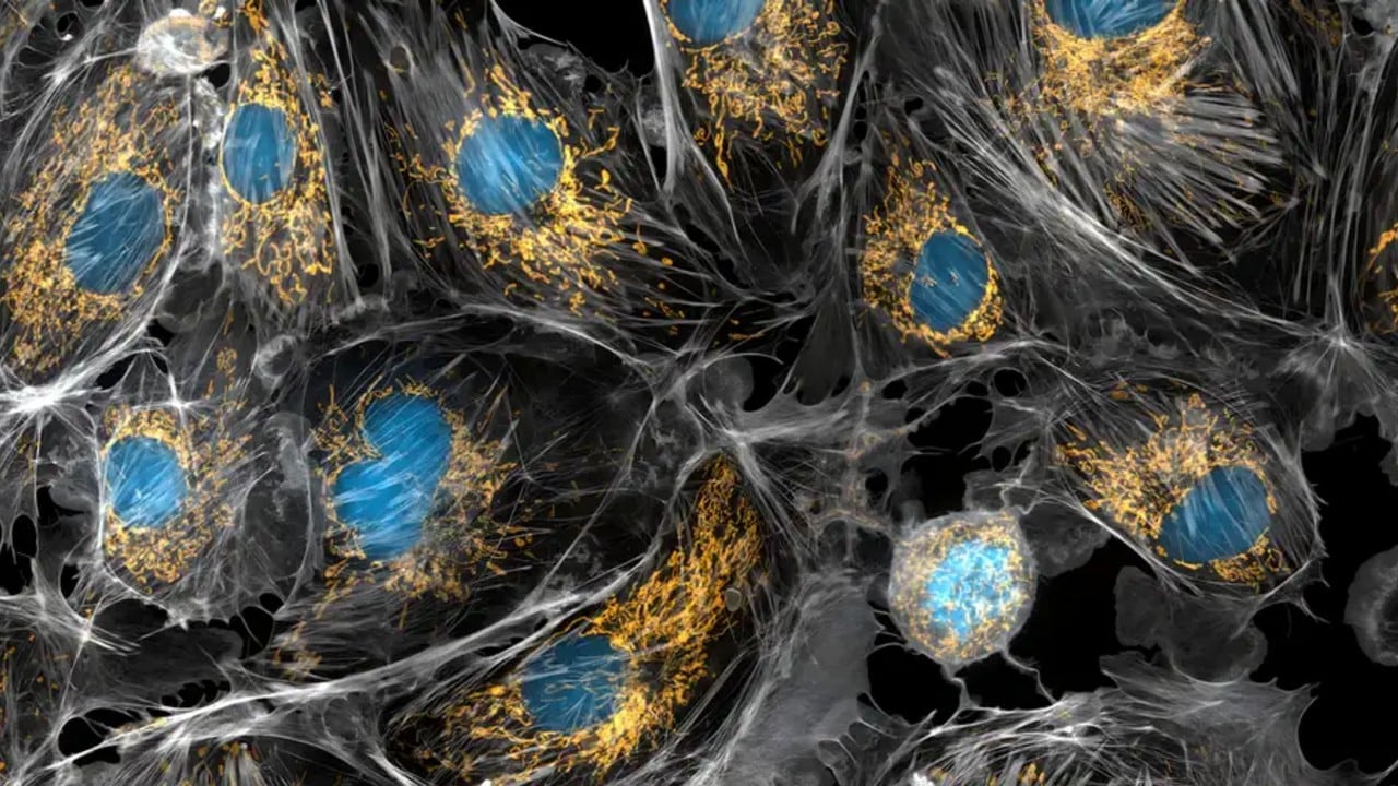 Las mitocondrias (en amarillo) funcionan como las 'baterías' celulares que los investigadores de Texas A&M buscan multiplicar en futuros ensayos con modelos animales. En la imagen, células bovinas.