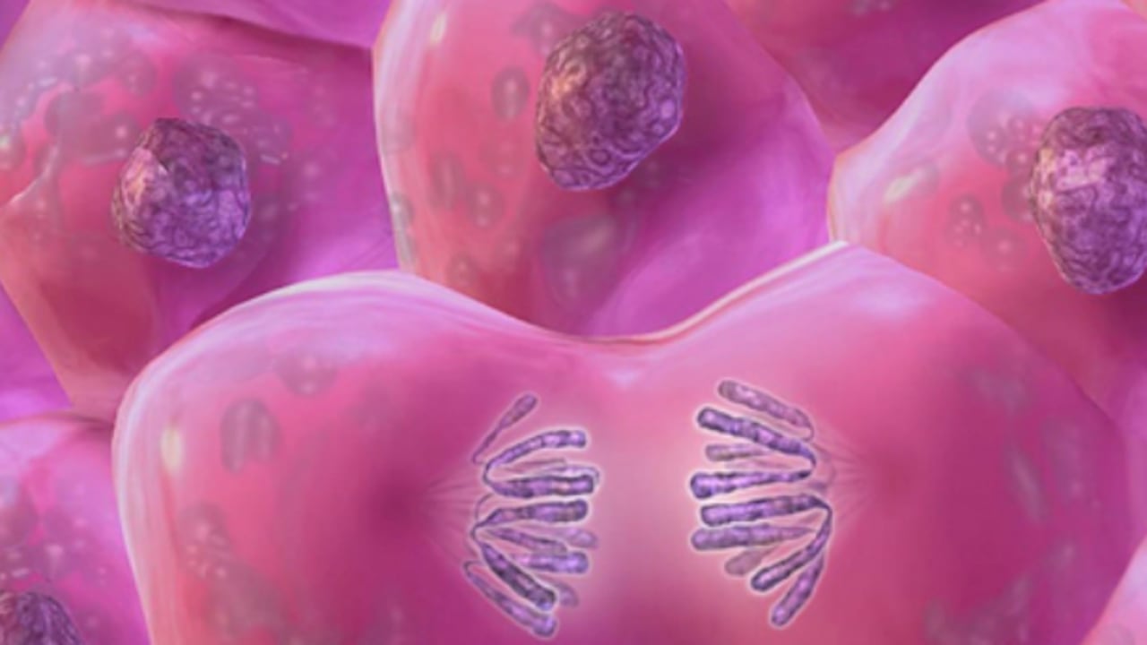 Los cromosomas contienen la información genética. Heredar un X y un Y resulta en un niño. Dos cromosomas X producen una niña. Foto: Thinkstock.