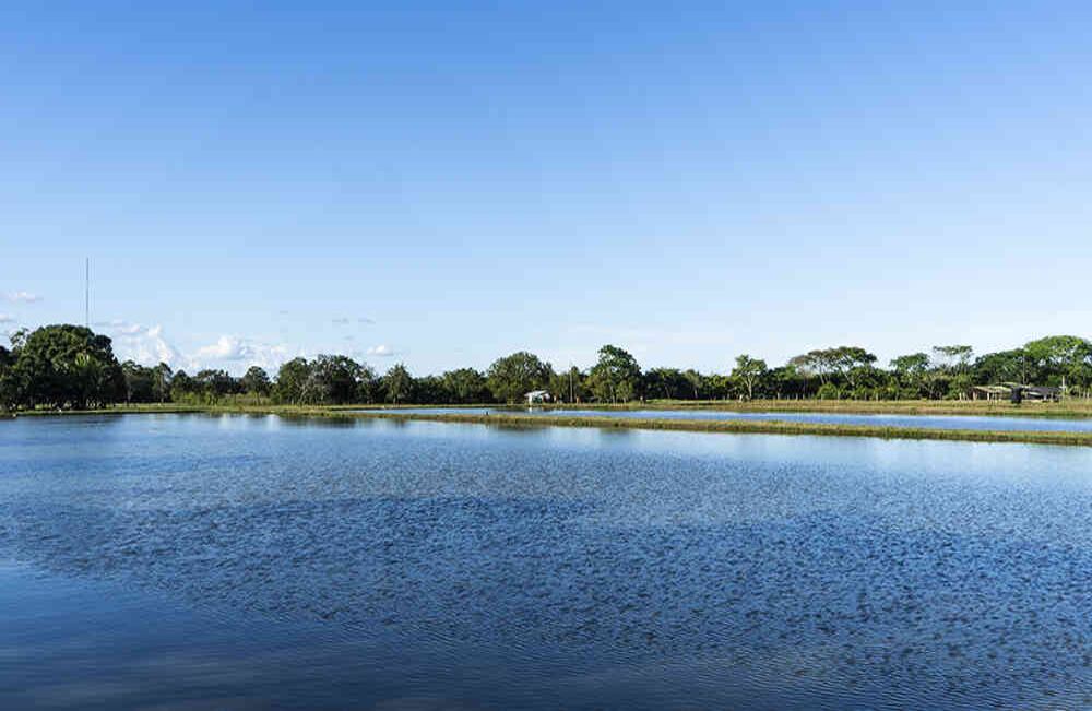Los cultivos de cachama y mojarra son otra de las fuentes de ingresos que tienen en Paratebueno. Foto: Pablo David Gutiérrez 