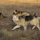 Jauría de perros atacó mujer en Argentina