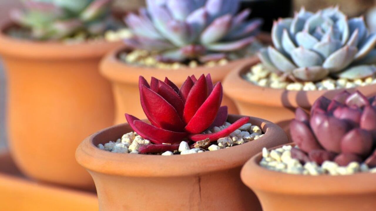 Las suculentas requieren de cierto cuidado.