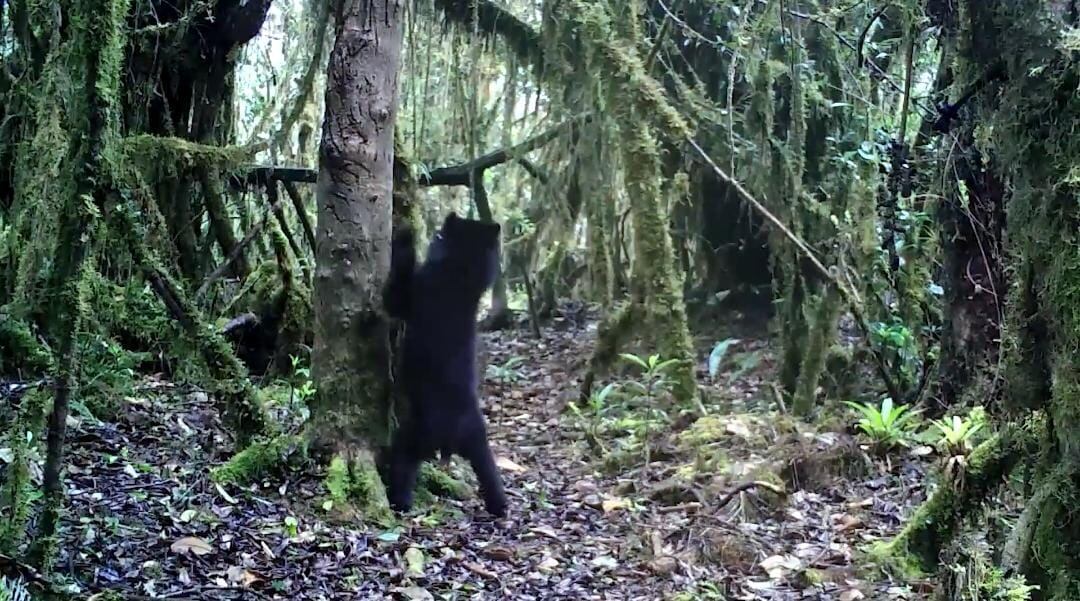 Oso de anteojos en Cundinamarca
