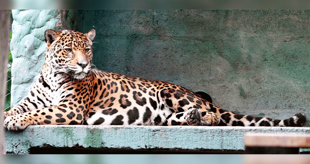 Una hembra tigrillo y su cría fueron víctimas del nuevo negocio disidente. 