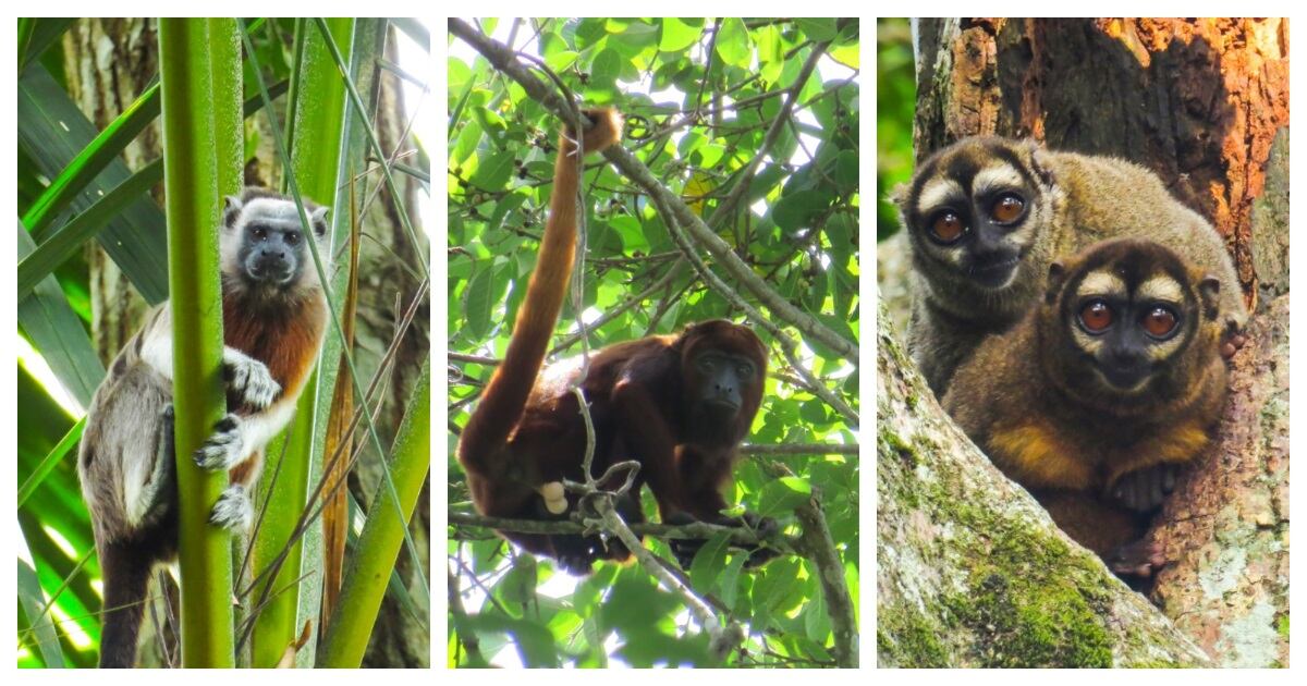 Primates registrados en Ciénaga de la Tortuga en Caldas