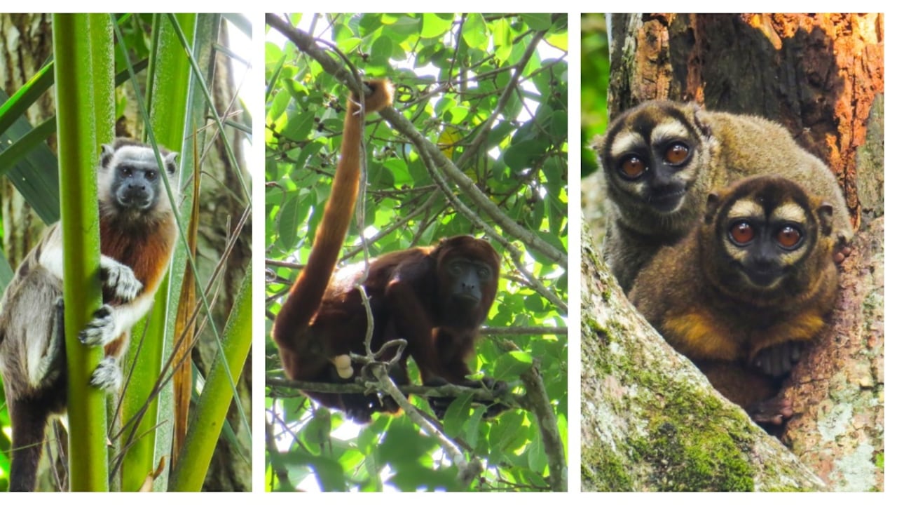 Cinco especies de primates fueron registrados en la Ciénaga de la Tortuga, en el departamento de Caldas.
