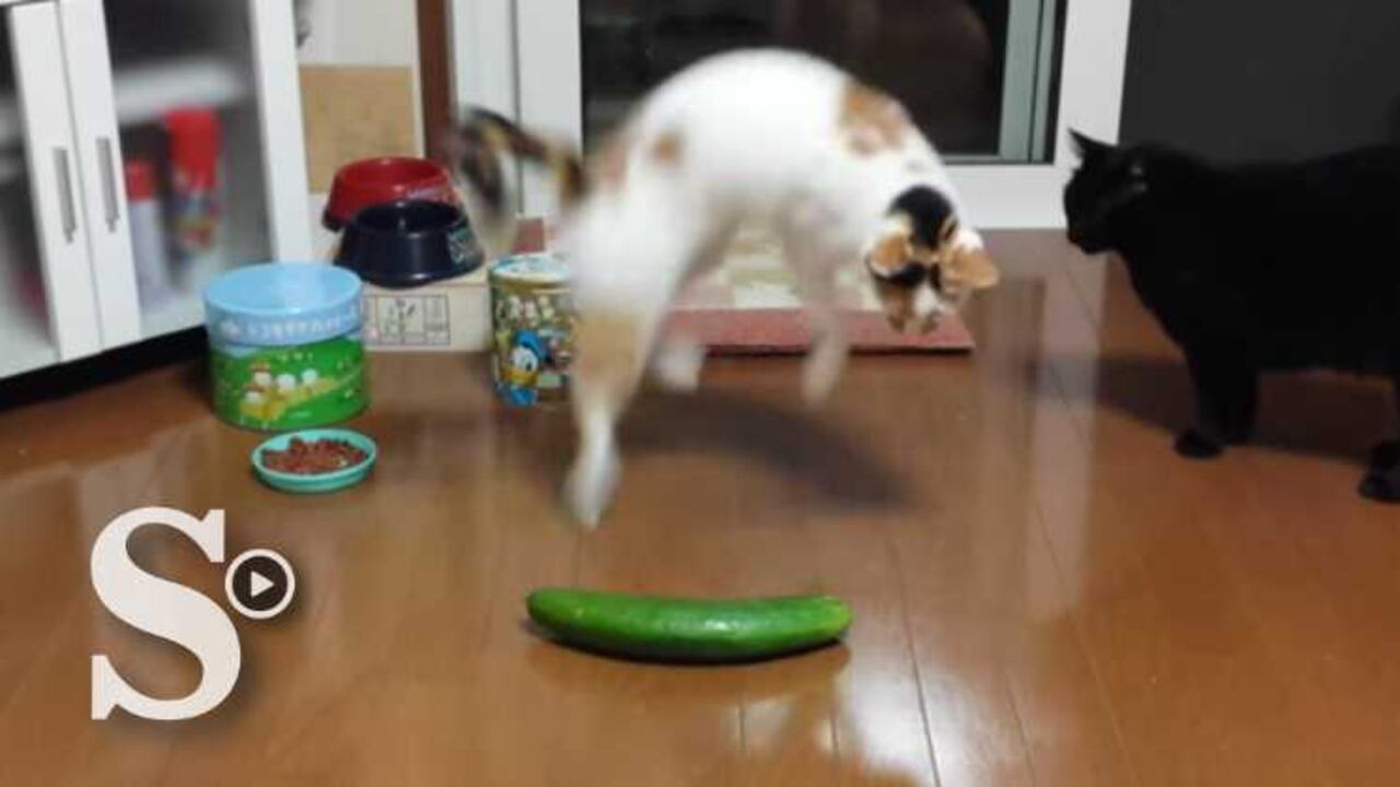 El objetivo de la red social es mantener el equilibrio entre videos virales y de calidad.