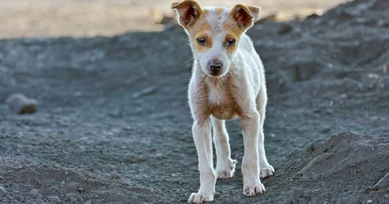perro callejero