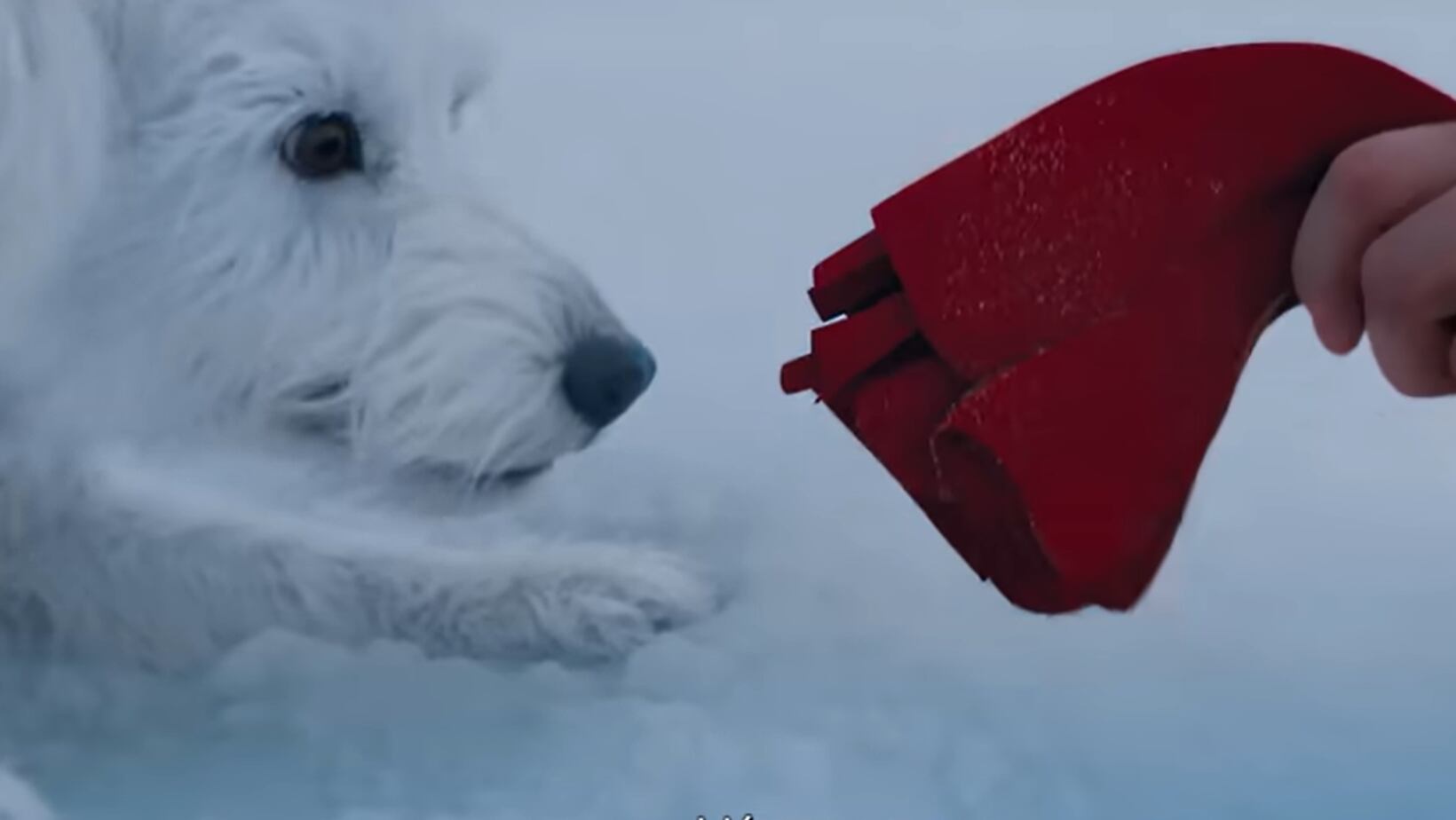 Krypto, el coprotagonista de Superman