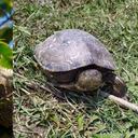 Las iguanas y tortugas hicoteas son los animales silvestres más consumidos en el Caribe. Fotos: MinAmbiente y Asocars.