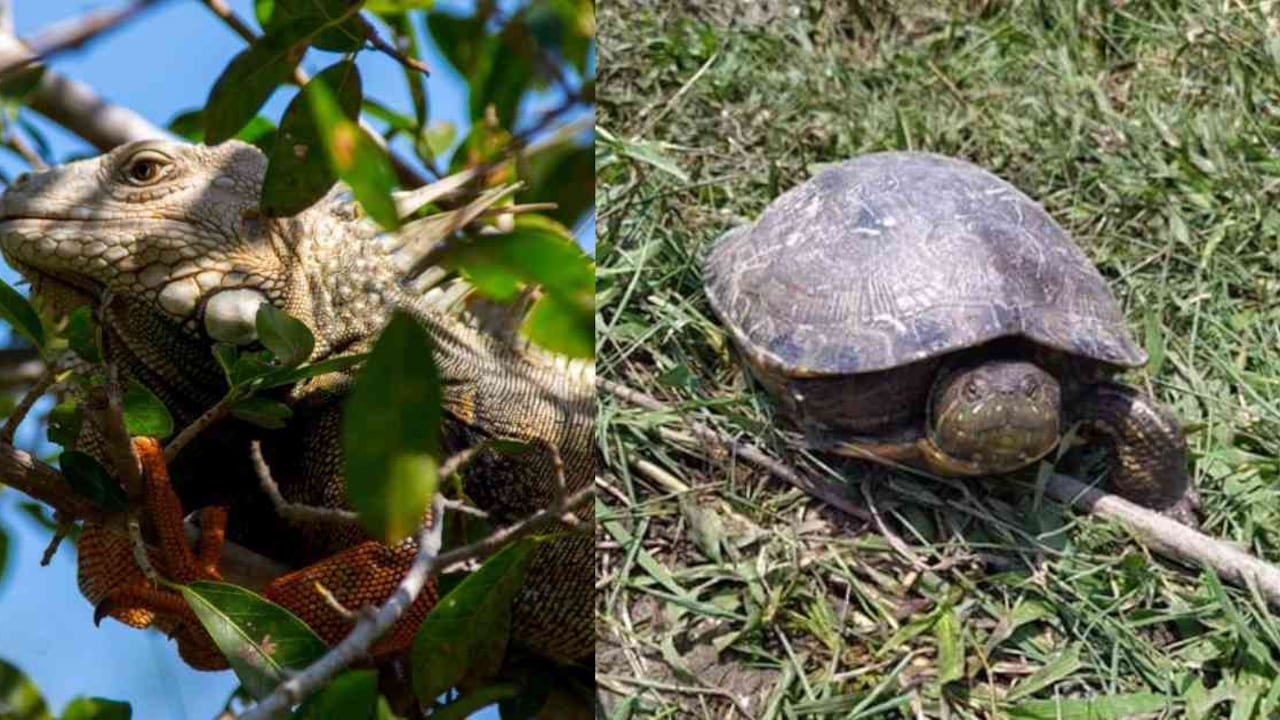 Las iguanas y tortugas hicoteas son los animales silvestres más consumidos en el Caribe. Fotos: MinAmbiente y Asocars.