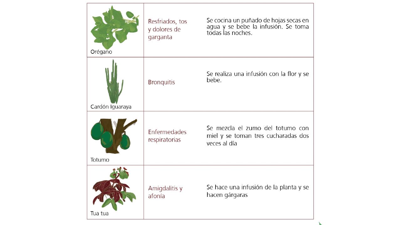 Vademécum de plantas medicinales Wayúu