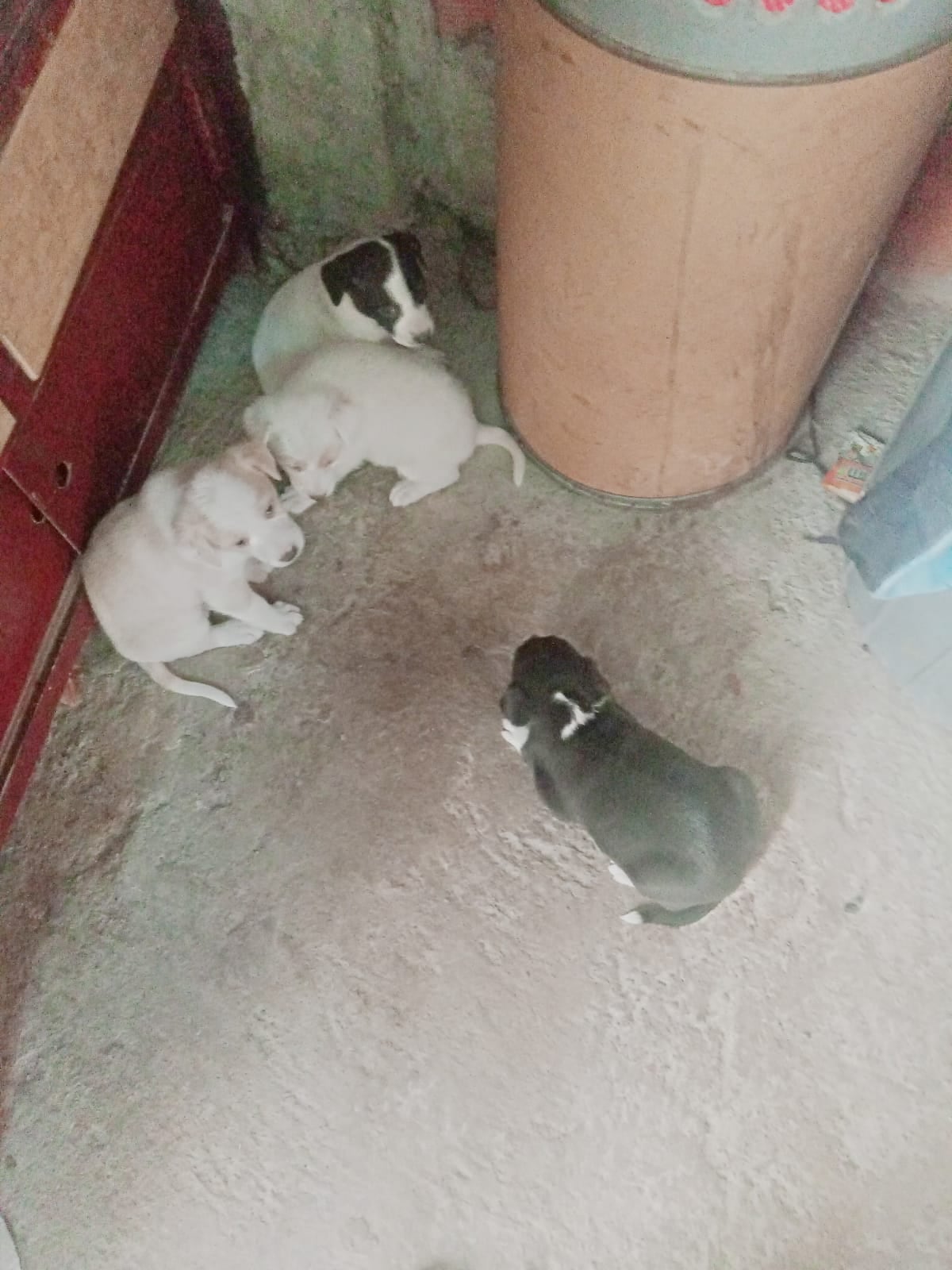 Refugio en peligro en SOACHA