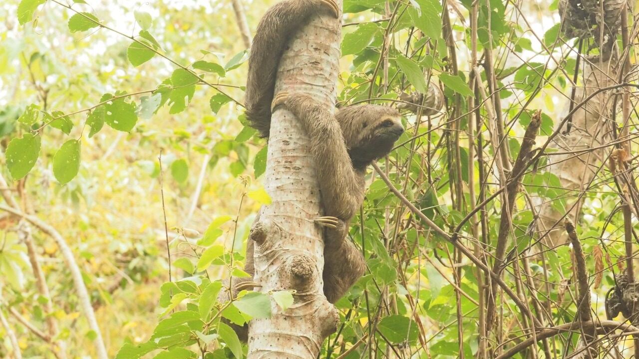 Animales liberados en Colombia