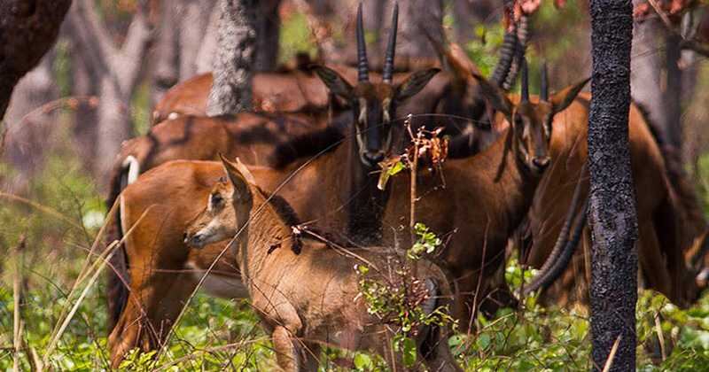 Un ejemplar del lechwe de Upemba fue captado en segundos antes de huir. (antílopes de referencia)