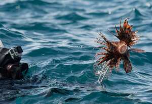 Especies invasoras que arruinan cultivos, devastan bosques, se propagan Las enfermedades y los ecosistemas que sustentan la vida se están propagando cada vez más rápido por todo el mundo, y hasta ahora la humanidad no ha logrado detener la marea, informó una importante evaluación científica.