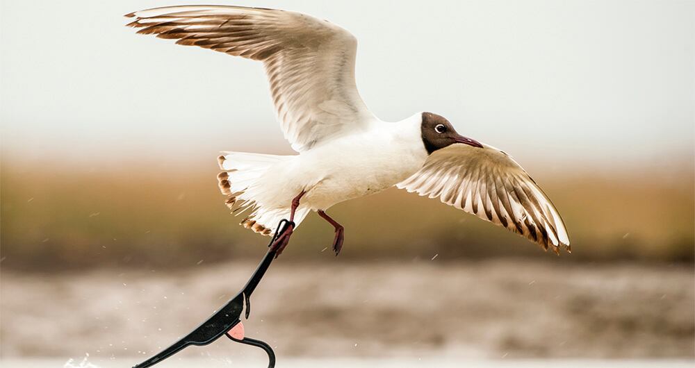 Ave con un gancho para ropa enredado.