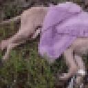 Pagaron por un servicio funerario para su mascota, pero esta fue hallada en una calle de Bogotá.