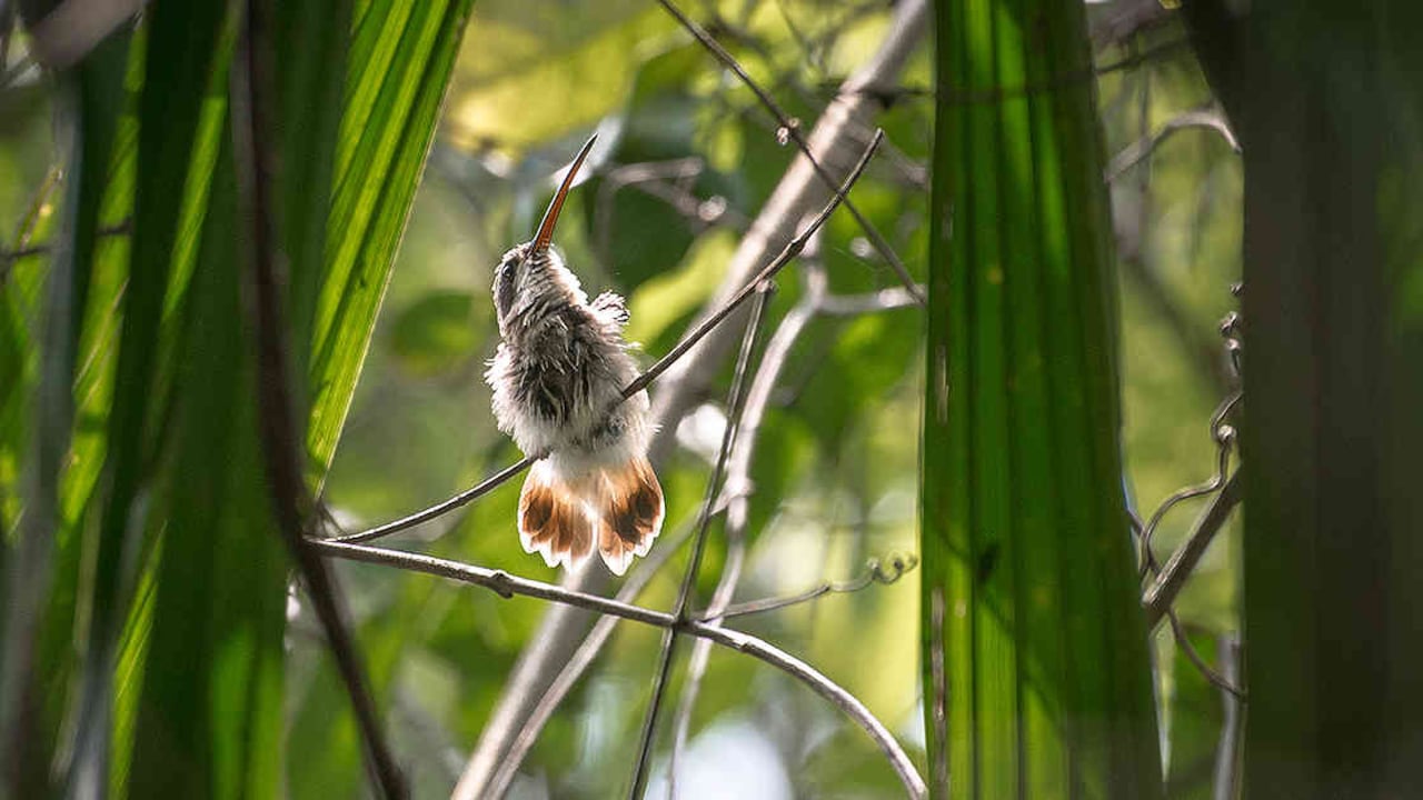 Foto; Felipe Villegas / Instituto Humboldt