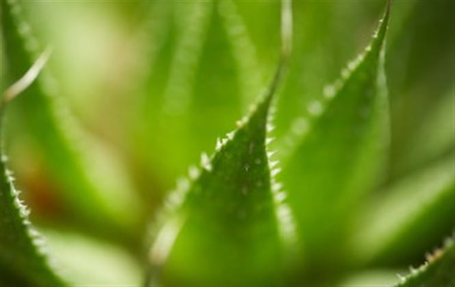 Con el aloe vera, como con otras suculentas, hay que tener cuidado de no regarla demasiado. Thinkstock