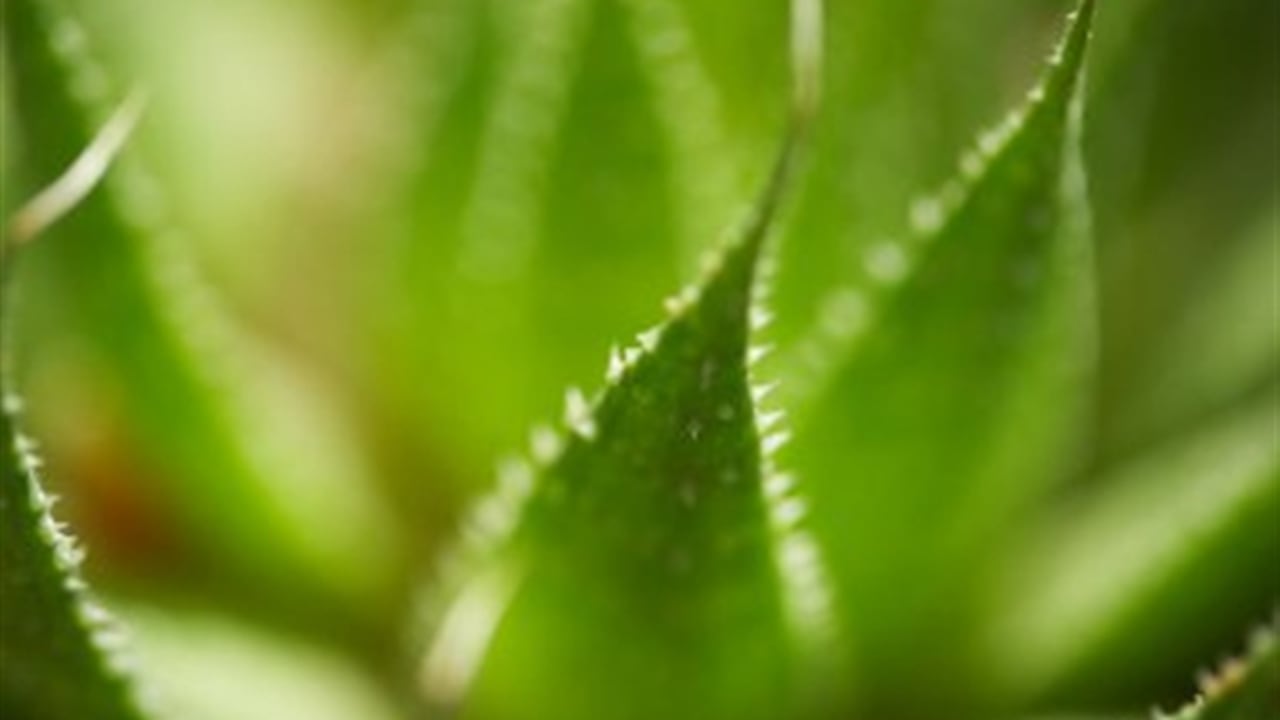 Con el aloe vera, como con otras suculentas, hay que tener cuidado de no regarla demasiado. Thinkstock