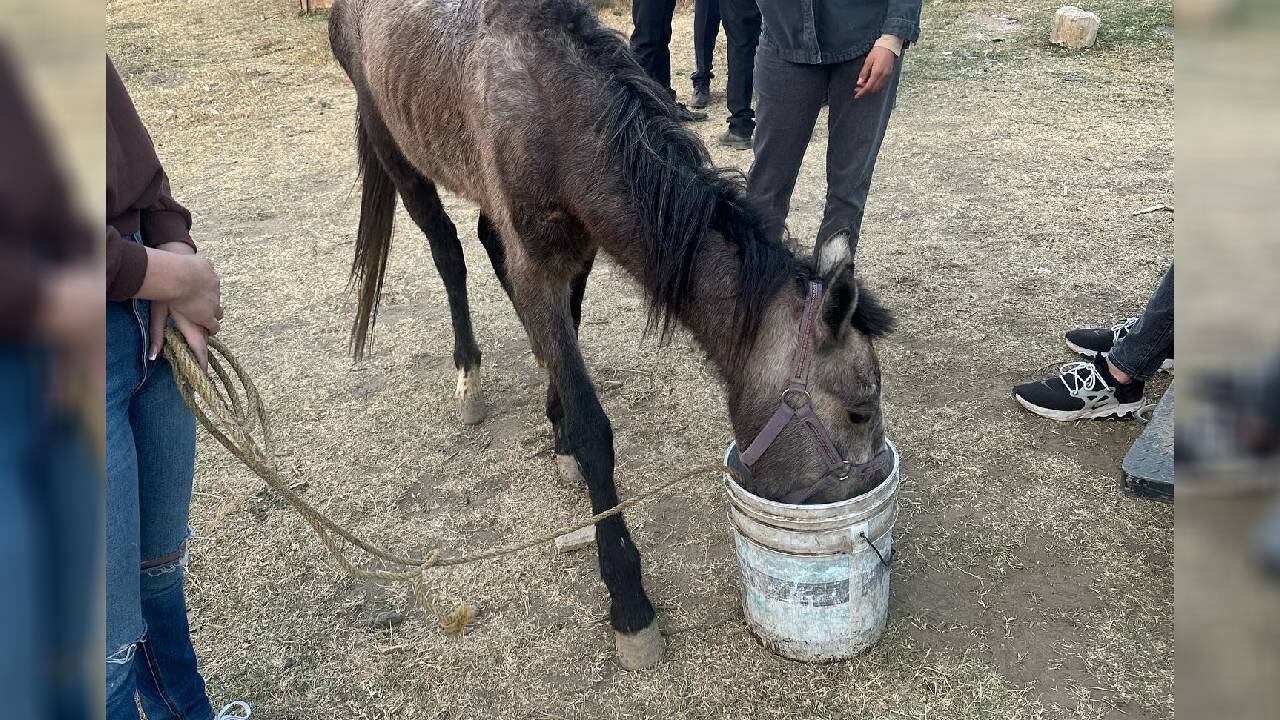 Yegua fue maltratada en repetidas ocasiones en México.