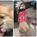 Los dos perros abandonados.