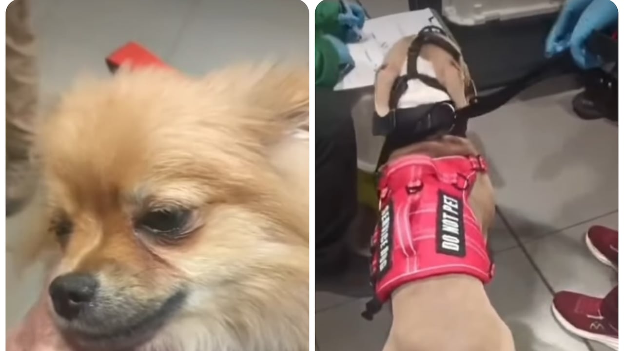Los dos perros abandonados.