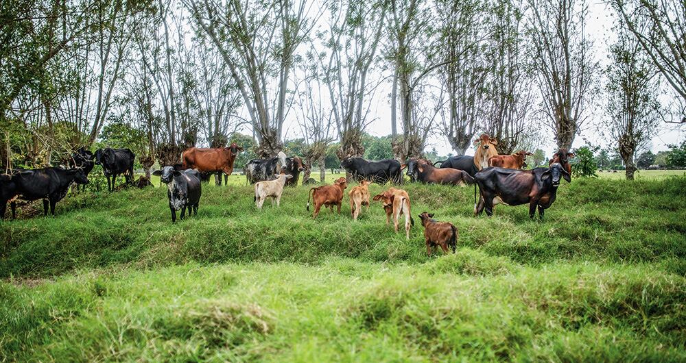    Álvaro Uribe recorrió El Ubérrimo y reiteró que con Gustavo Petro u otro presidente hubiera vendido parte de las tierras para beneficio de los campesinos. 