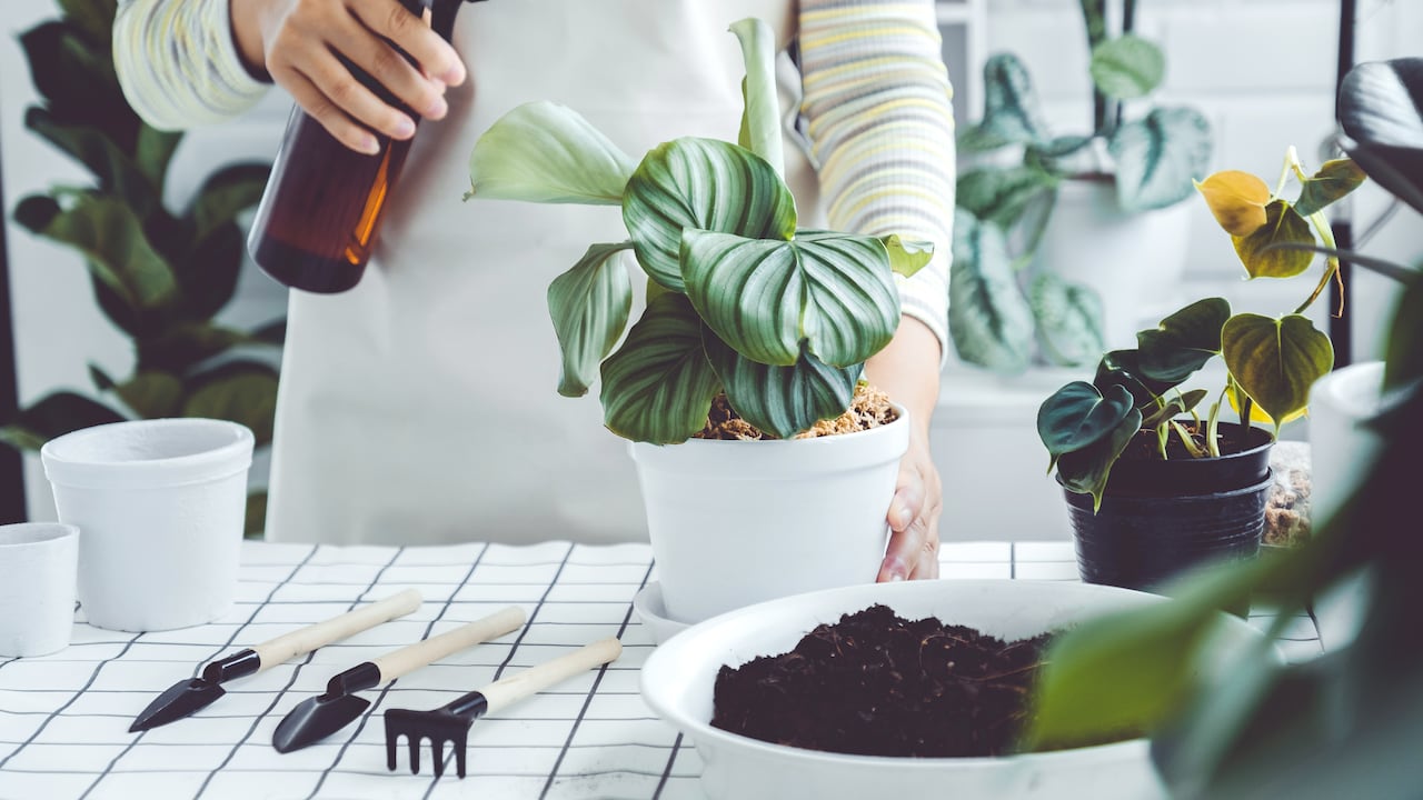 Algunas plantas ayudan a purificar el aire.