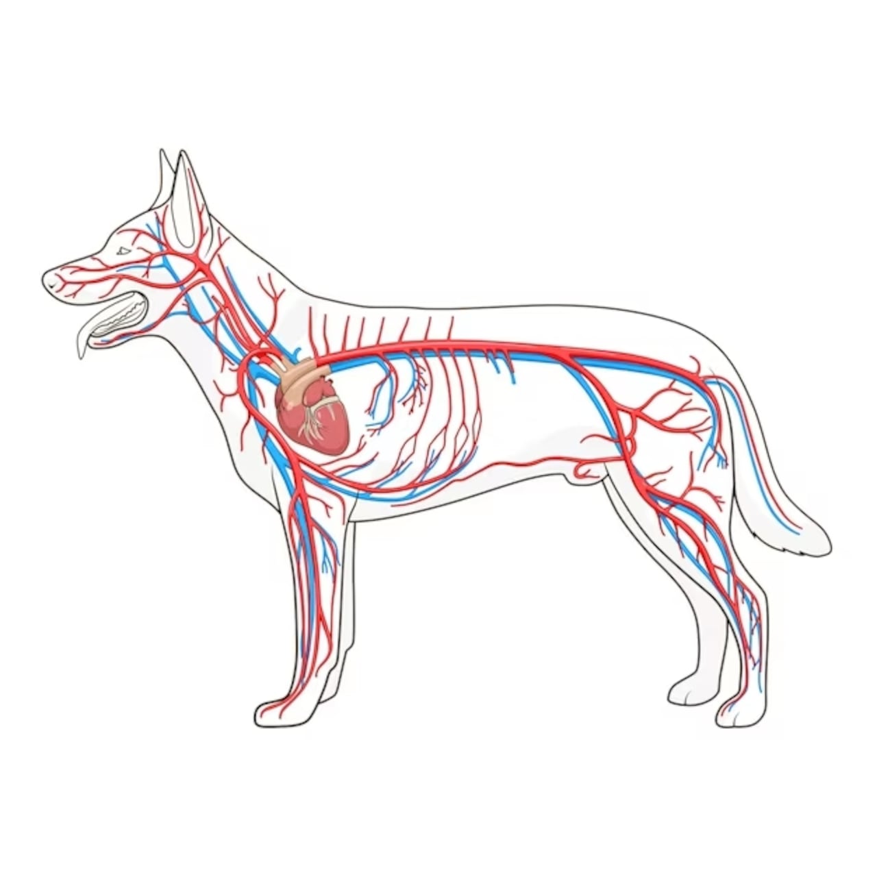 sistema cardiovascular de perros