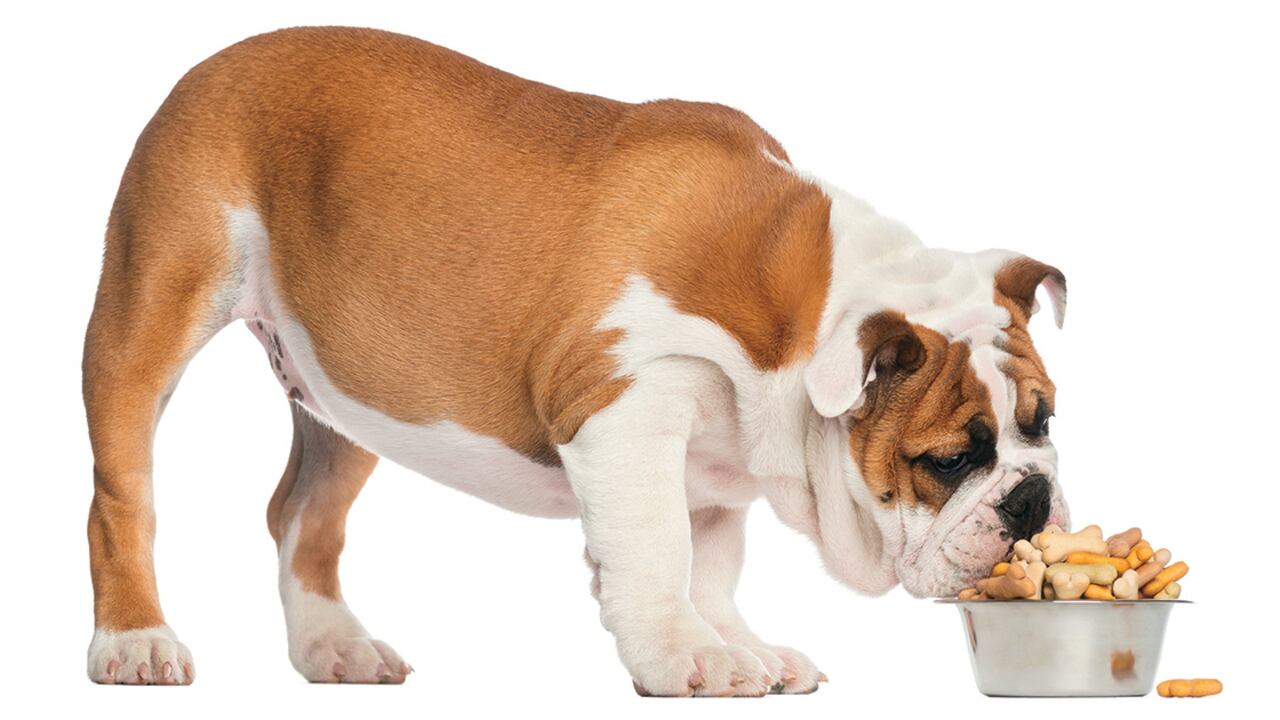 Al momento de elegir el concentrado de tu mascota, el precio no debe ser el factor determinante, sino el aporte nutricional.