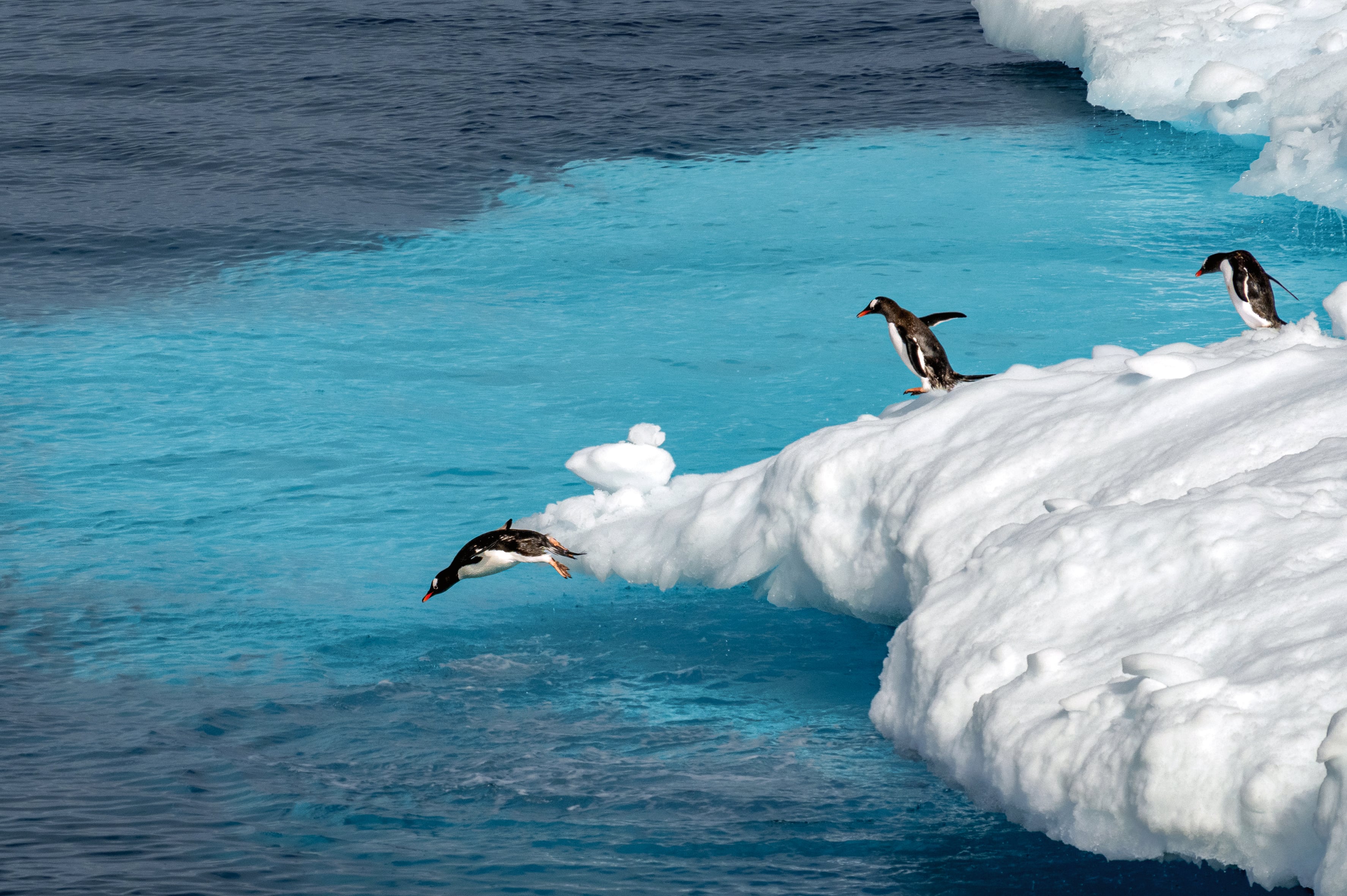 En la Antártida, además de avistar ballenas, Esteban Duque disfrutó otra pasión: la fotografía. Aquí, los pingüinos se robaron todo el protagonismo.
