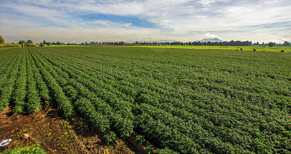 Se debe definir y garantizar el debido proceso en la adquisición de las tierras rurales, que respete los derechos de propiedad de terceros no campesinos.