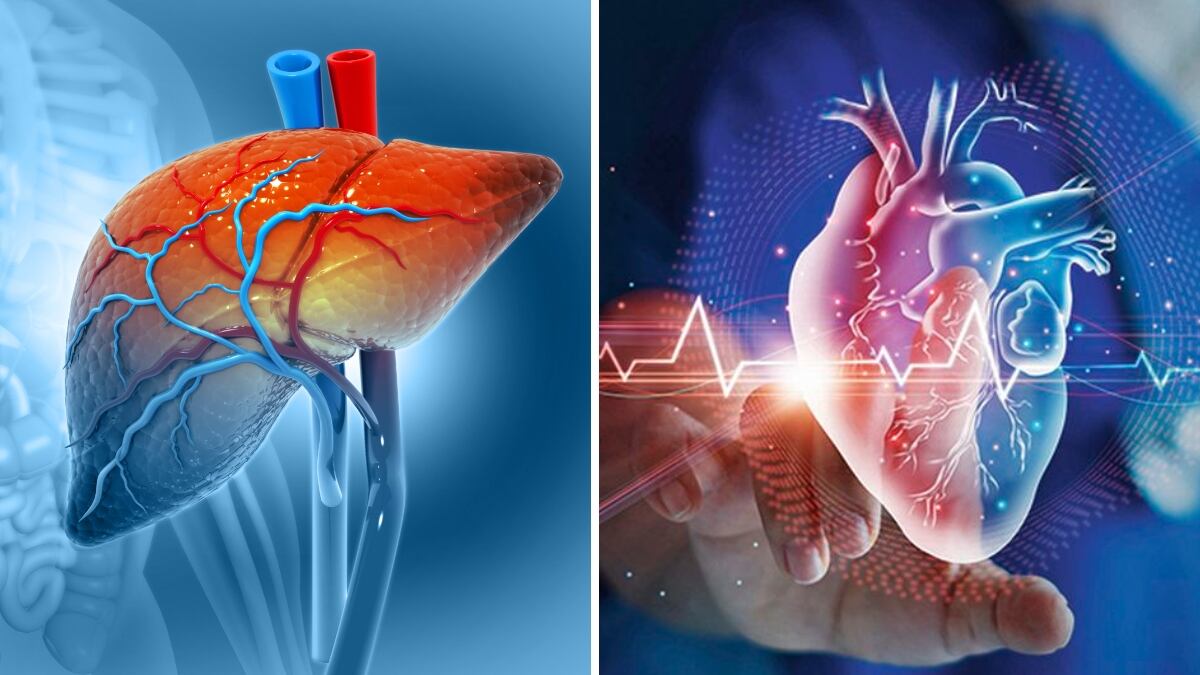 Corazón e hígado