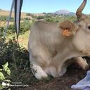 Freser, la vaca que agradeció por su vida luego de dar a luz y, posteriormente morir.