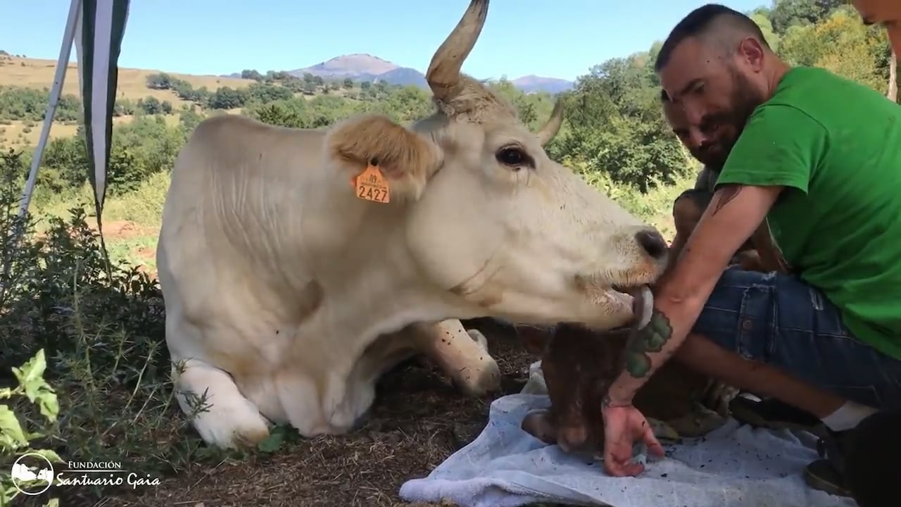 Freser, la vaca que agradeció por su vida luego de dar a luz y, posteriormente morir.