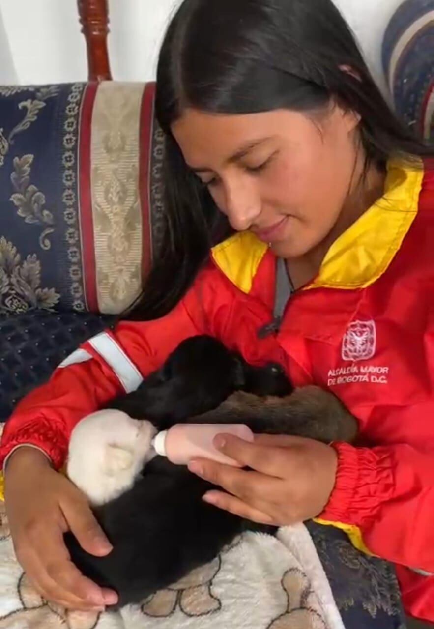 Los cachorros huérfanos solo tienen 15 días de nacidos
