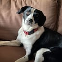 Cuando los perros tienen estrés es posible que arañen las puertas.