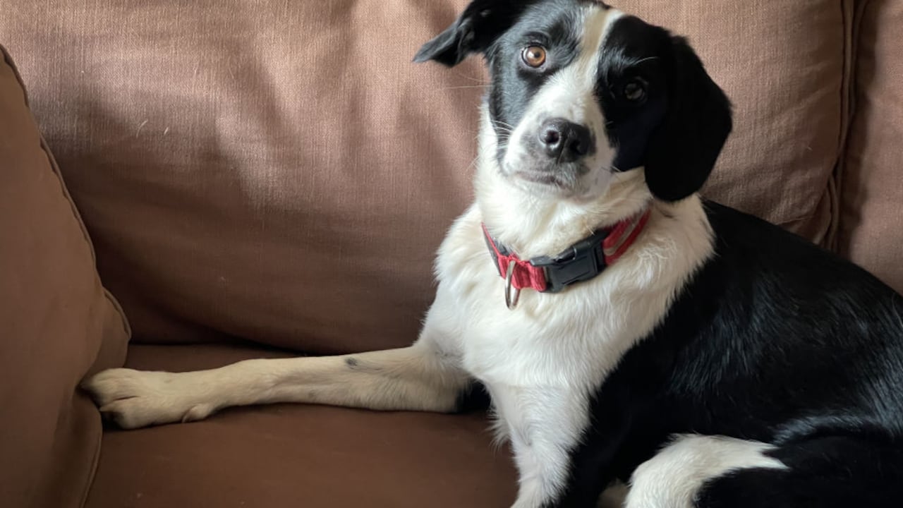 Cuando los perros tienen estrés es posible que arañen las puertas.
