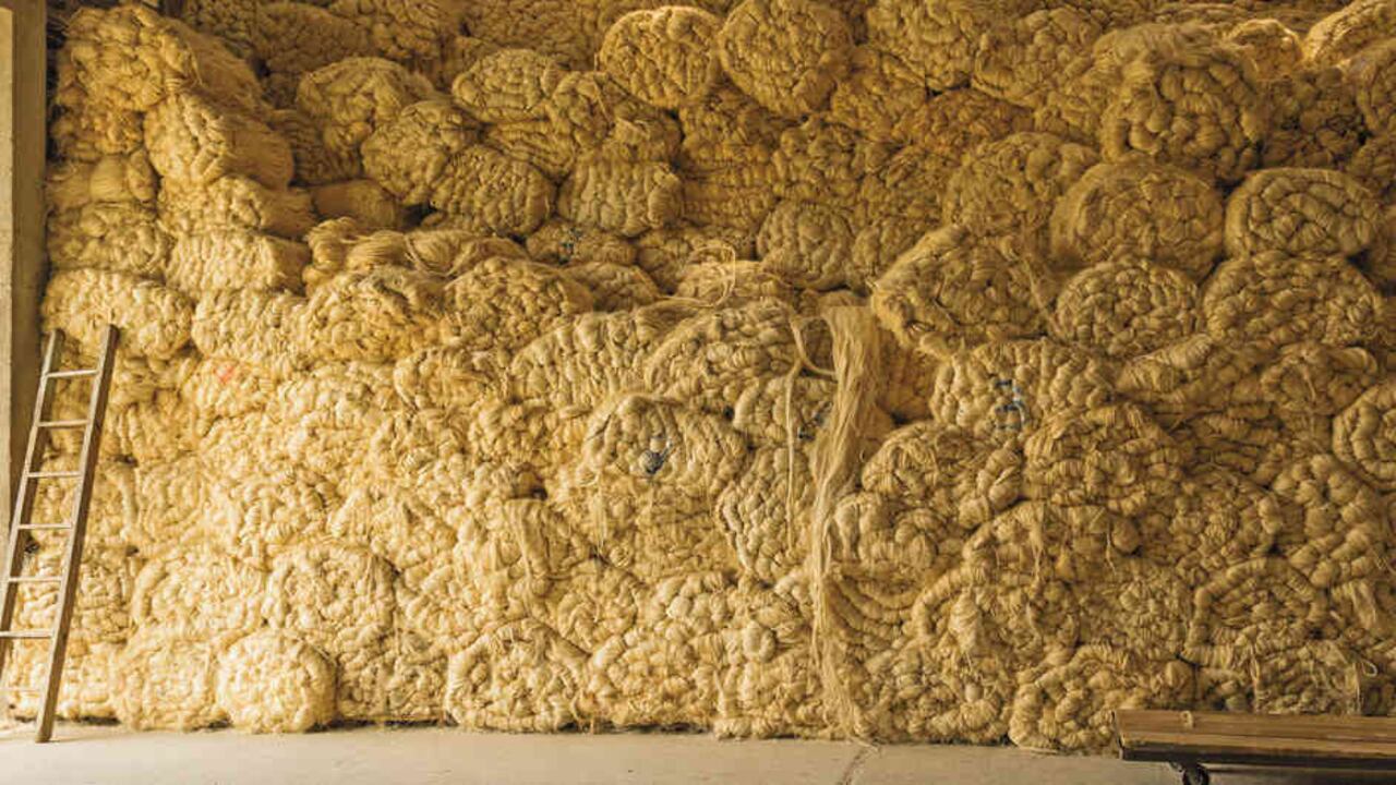 Treinta y cinco familias girardotanas, aproximadamente, dependen del fique. La fibra tiene gran potencial en la industria de la moda y la decoración.