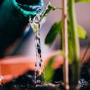 El agua para las plantas actúa propiamente sobre el suelo.