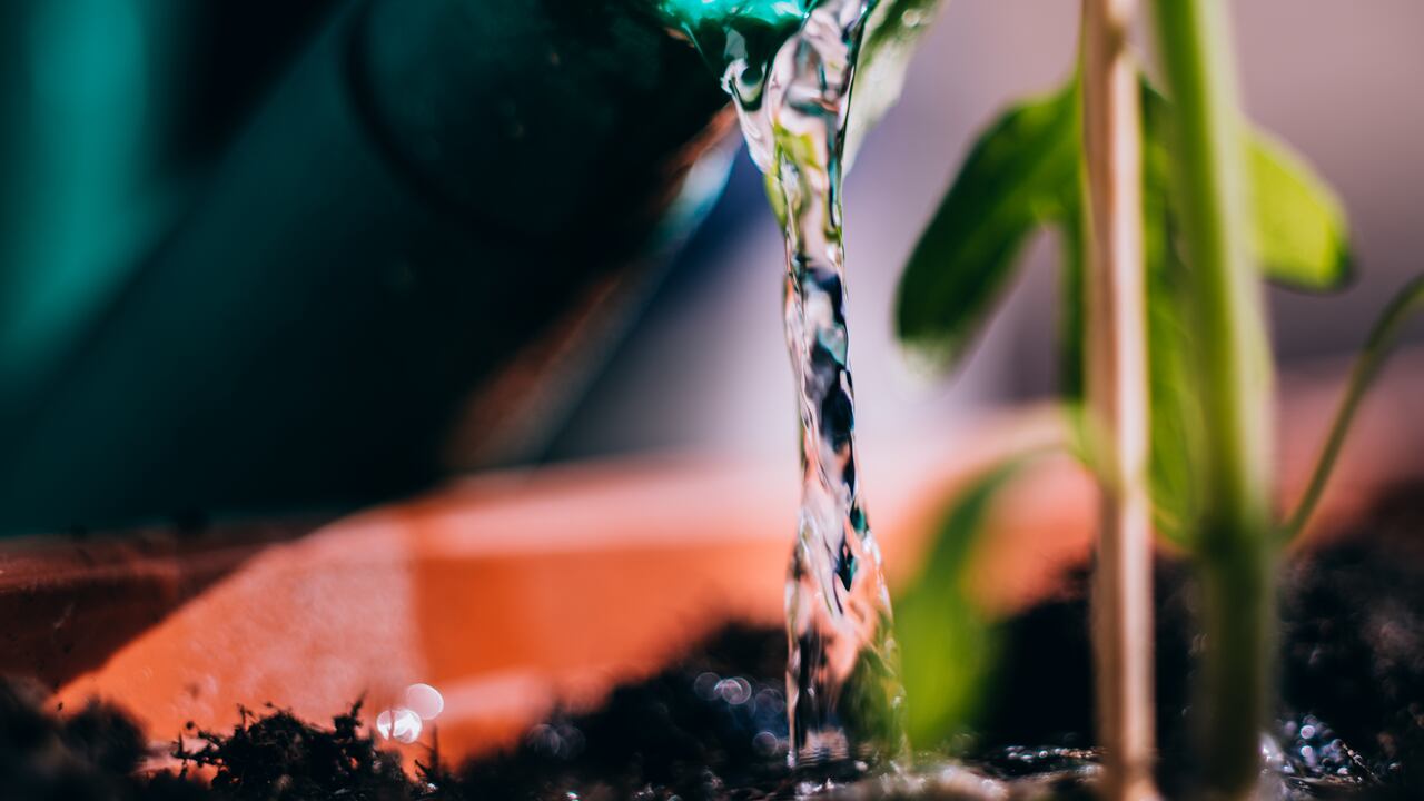 El agua para las plantas actúa propiamente sobre el suelo.
