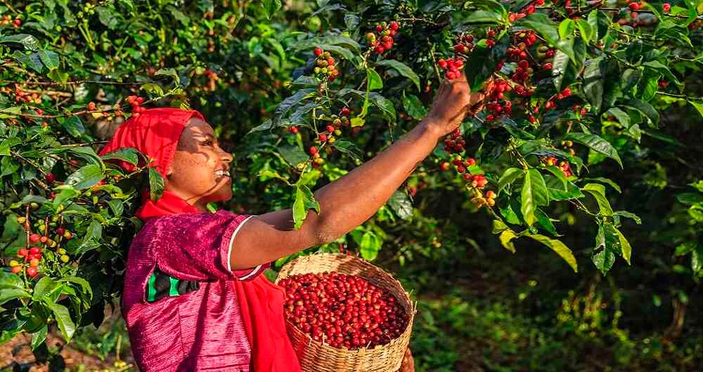 Entre los recolectores de café se han presentado muy pocos contagios de covid-19