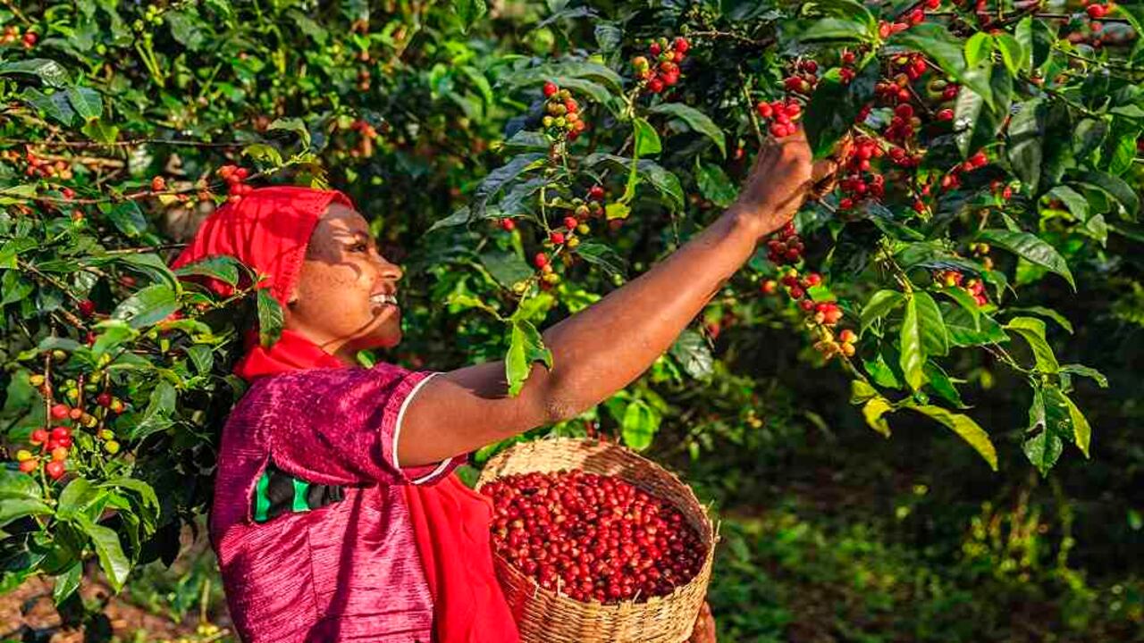 Cafeteros recogiendo cosecha | Noticias de hoy