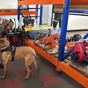 Despliegue de caninos de la fuerza pública tras terremoto.